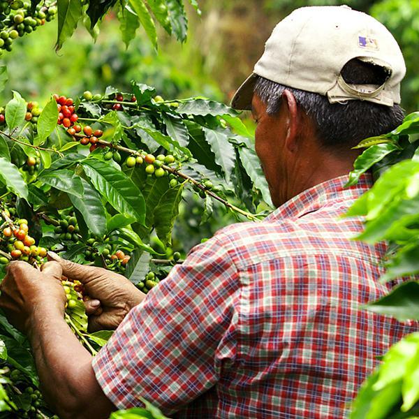 Using Water Temperature To Manage Acidity In Coffee - High Impact Coffee